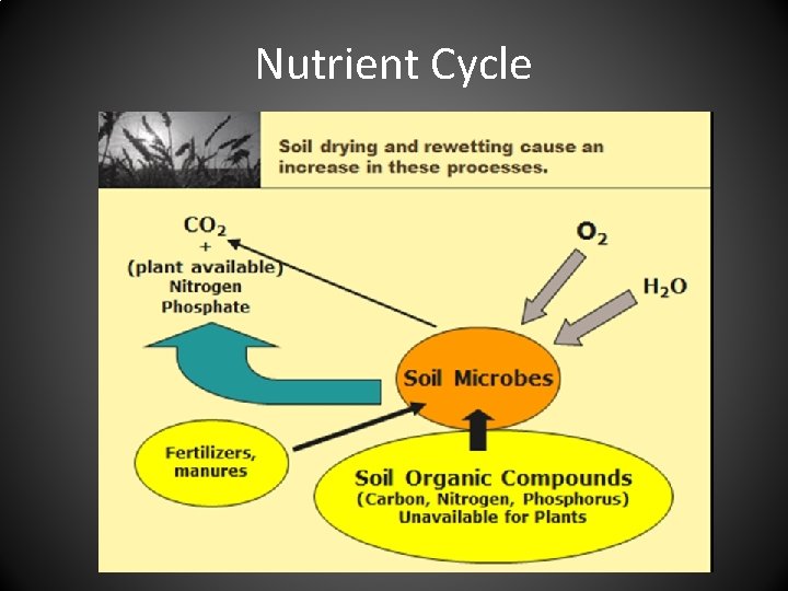 Nutrient Cycle 
