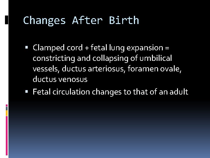 Changes After Birth Clamped cord + fetal lung expansion = constricting and collapsing of