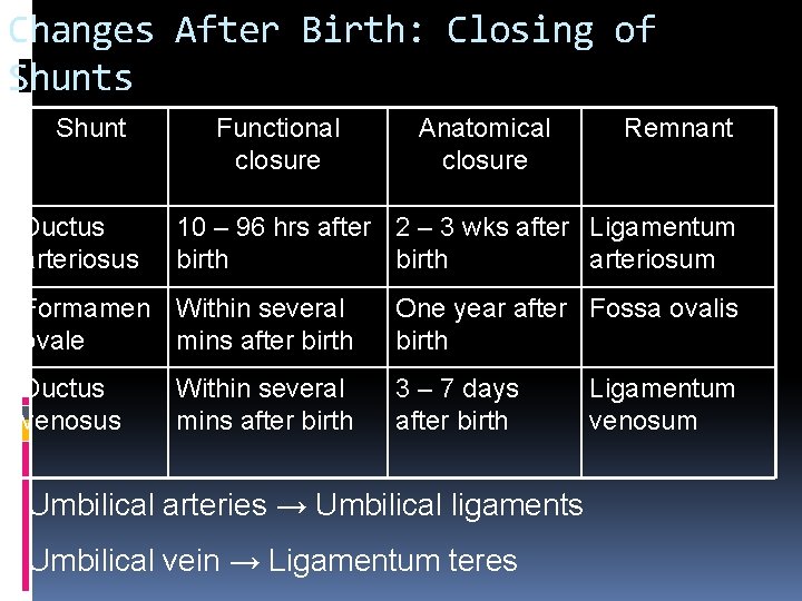 Changes After Birth: Closing of Shunts Shunt Ductus arteriosus Functional closure Anatomical closure Remnant Changes After Birth: Closing of Shunts Shunt Ductus arteriosus Functional closure Anatomical closure Remnant