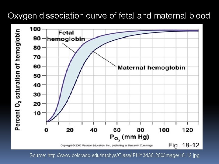 Oxygen dissociation curve of fetal and maternal blood Source: http: //www. colorado. edu/intphys/Class/IPHY 3430