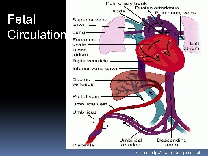 Fetal Circulation Source: http: //images. google. com. ph Fetal Circulation Source: http: //images. google. com. ph