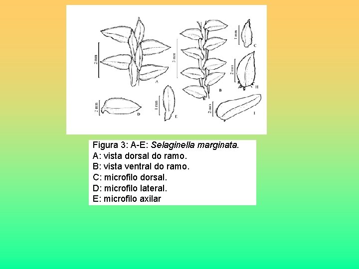 Figura 3: A-E: Selaginella marginata. A: vista dorsal do ramo. B: vista ventral do