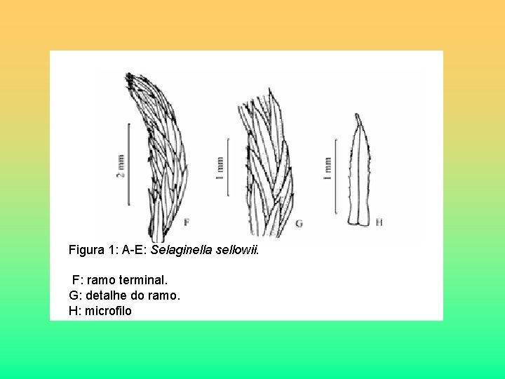 Figura 1: A-E: Selaginella sellowii. F: ramo terminal. G: detalhe do ramo. H: microfilo