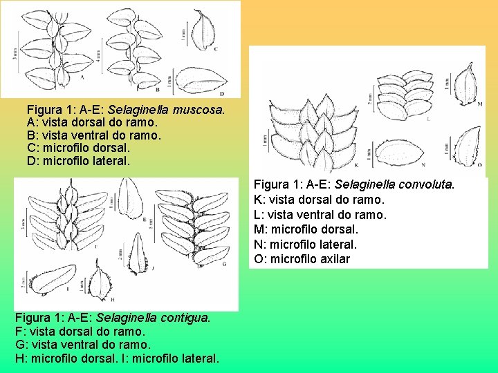 Figura 1: A-E: Selaginella muscosa. A: vista dorsal do ramo. B: vista ventral do