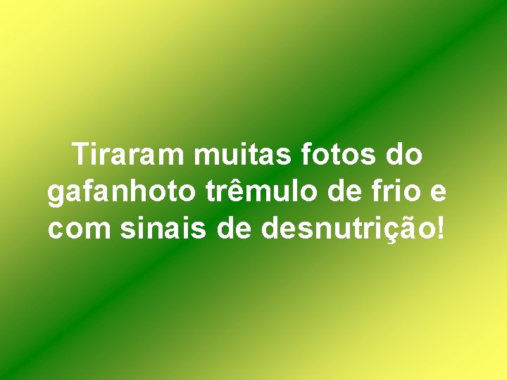 Tiraram muitas fotos do gafanhoto trêmulo de frio e com sinais de desnutrição! 