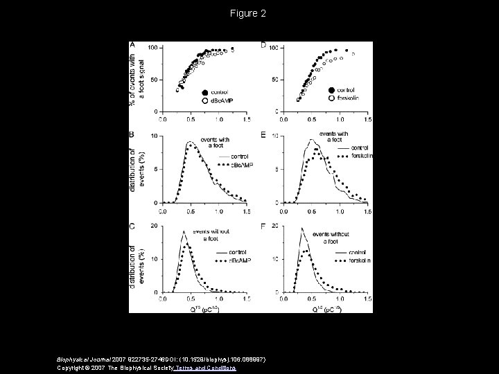 Figure 2 Biophysical Journal 2007 922735 -2746 DOI: (10. 1529/biophysj. 106. 088997) Copyright ©