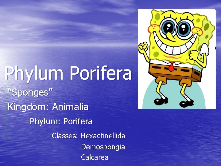 Phylum Porifera “Sponges” Kingdom: Animalia Phylum: Porifera Classes: Hexactinellida Demospongia Calcarea 