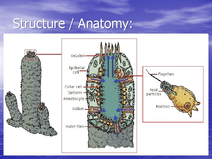 Structure / Anatomy: 