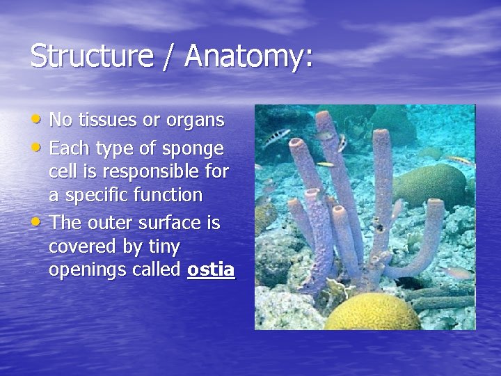Structure / Anatomy: • No tissues or organs • Each type of sponge •