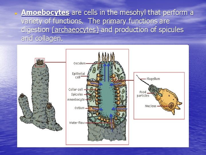  Amoebocytes are cells in the mesohyl that perform a variety of functions. The