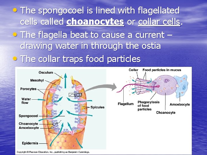  • The spongocoel is lined with flagellated cells called choanocytes or collar cells.