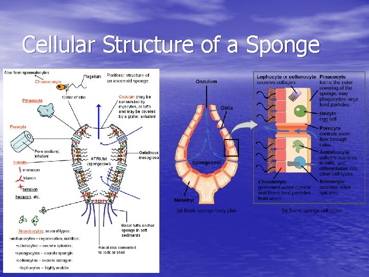 Cellular Structure of a Sponge 