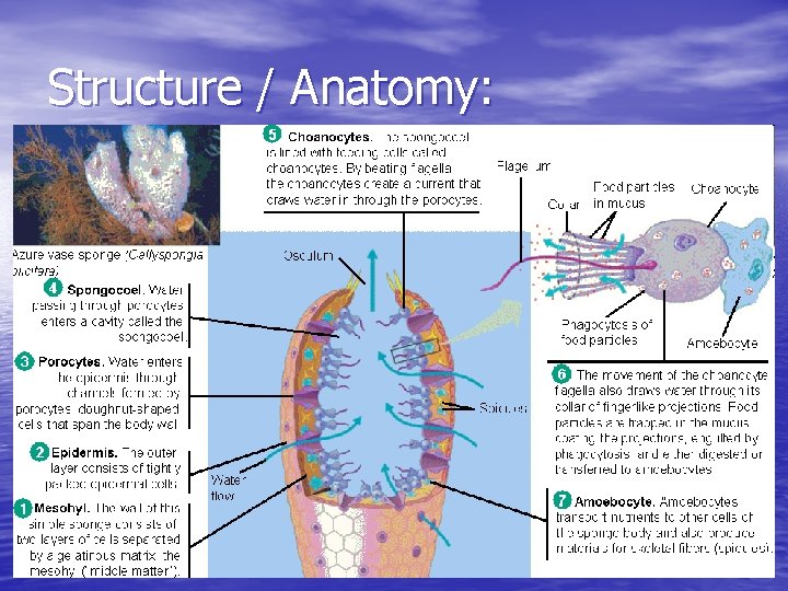 Structure / Anatomy: 