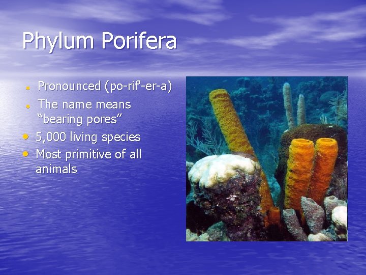 Phylum Porifera • • Pronounced (po-rif'-er-a) The name means “bearing pores” 5, 000 living