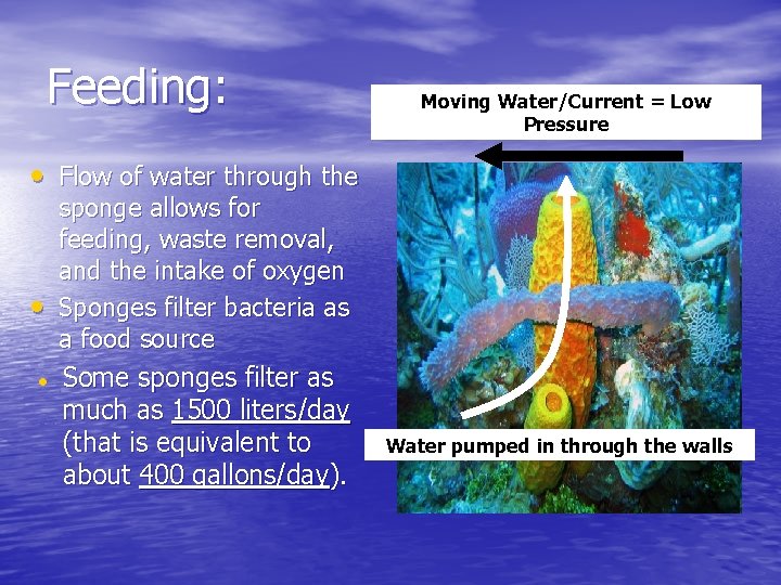 Feeding: Moving Water/Current = Low Pressure • Flow of water through the • sponge