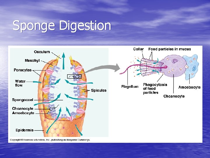 Sponge Digestion 