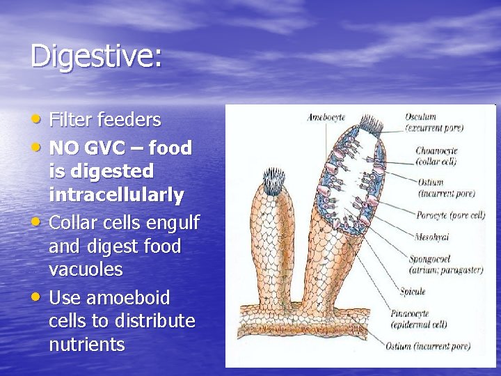 Digestive: • Filter feeders • NO GVC – food • • is digested intracellularly