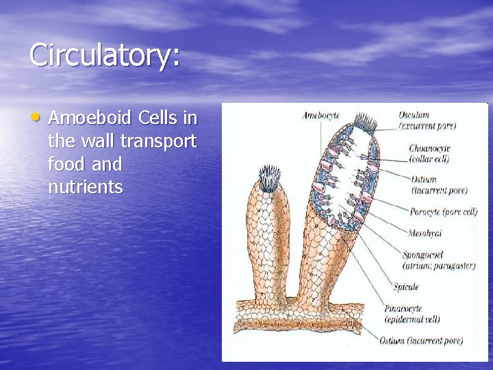 Circulatory: • Amoeboid Cells in the wall transport food and nutrients 