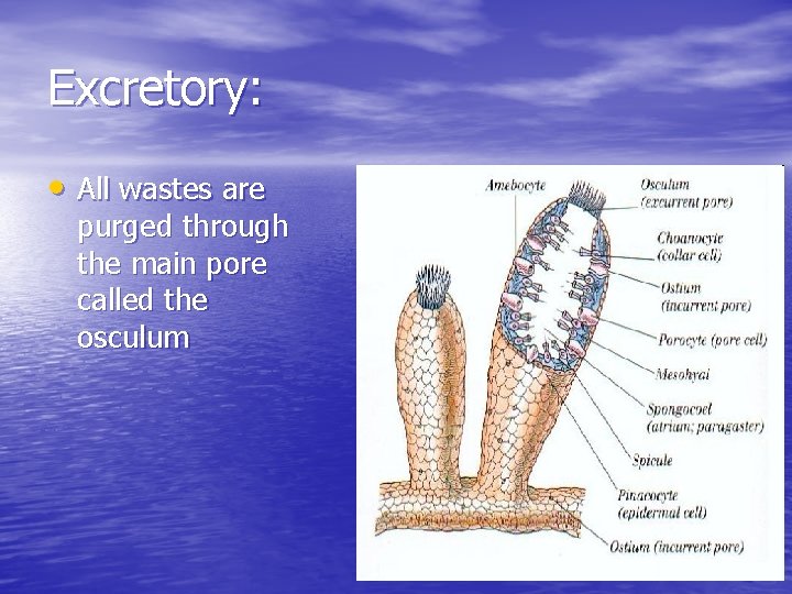 Excretory: • All wastes are purged through the main pore called the osculum 