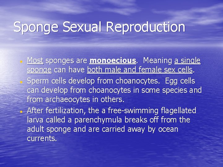 Sponge Sexual Reproduction Most sponges are monoecious. Meaning a single sponge can have both