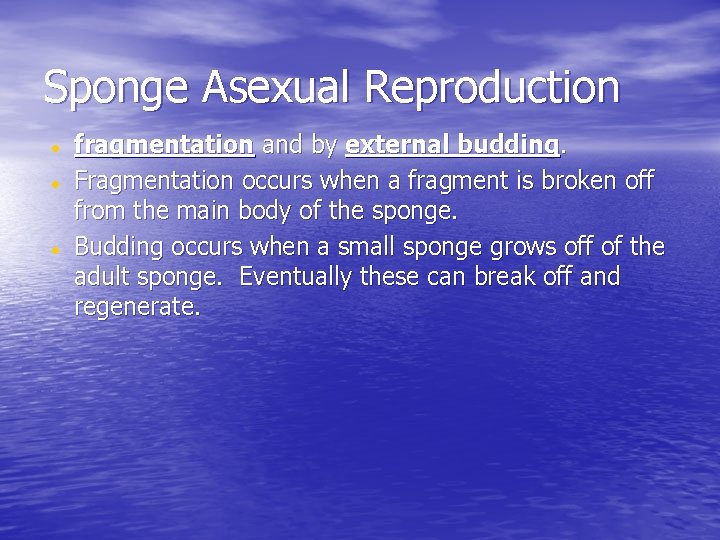 Sponge Asexual Reproduction fragmentation and by external budding. Fragmentation occurs when a fragment is