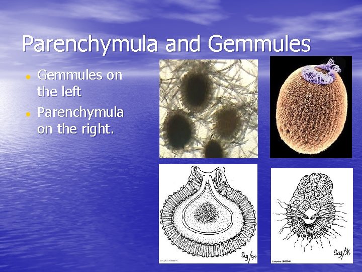 Parenchymula and Gemmules on the left Parenchymula on the right. 