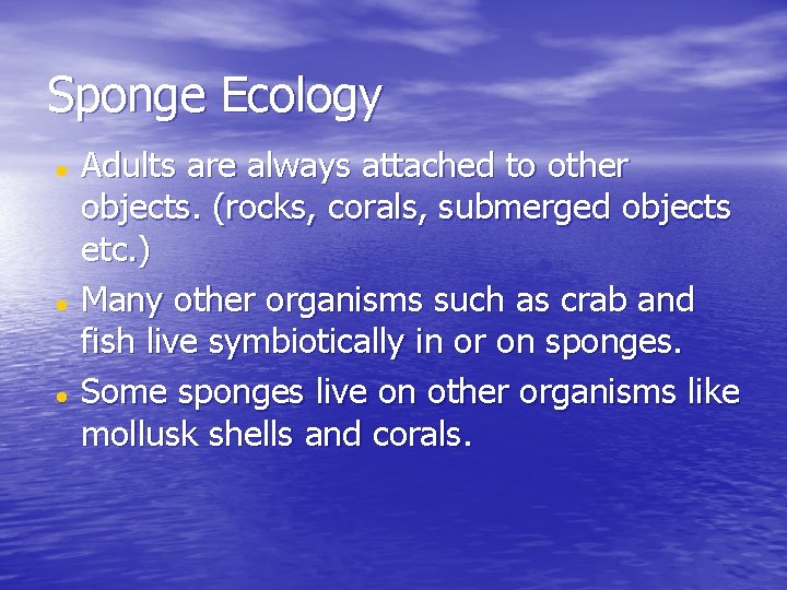 Sponge Ecology Adults are always attached to other objects. (rocks, corals, submerged objects etc.