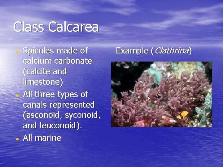 Class Calcarea Spicules made of calcium carbonate (calcite and limestone) All three types of