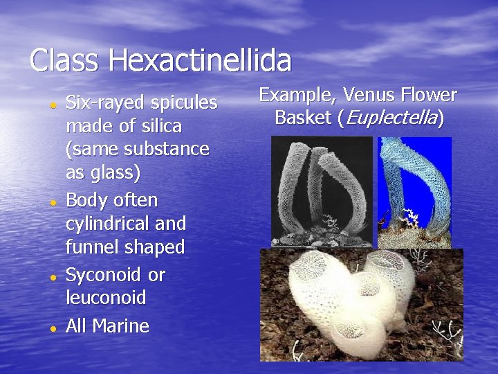 Class Hexactinellida Six-rayed spicules made of silica (same substance as glass) Body often cylindrical