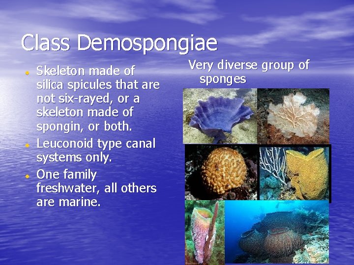 Class Demospongiae Skeleton made of silica spicules that are not six-rayed, or a skeleton