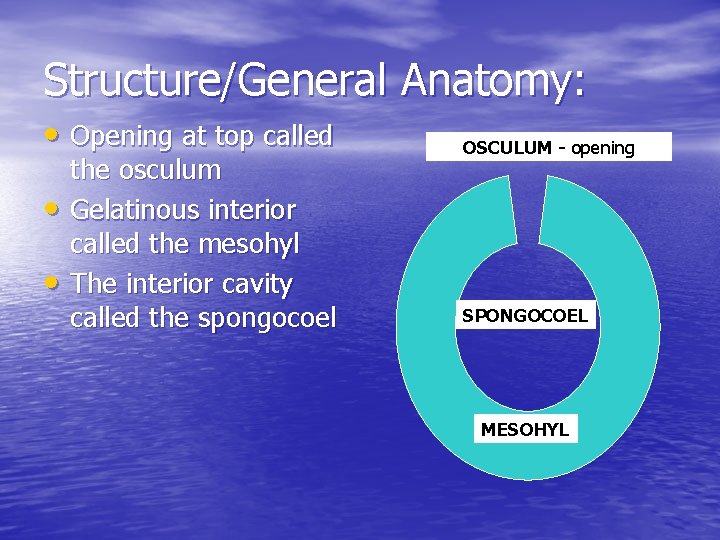 Structure/General Anatomy: • Opening at top called • • the osculum Gelatinous interior called