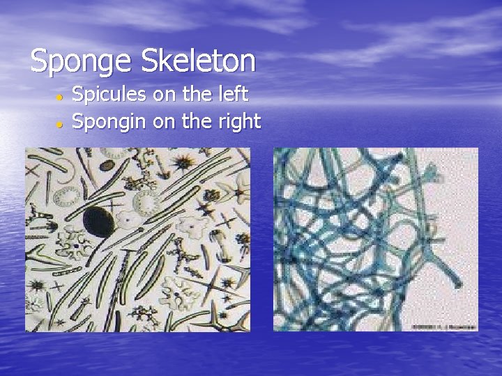 Sponge Skeleton Spicules on the left Spongin on the right 