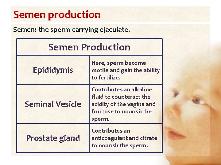 Semen production Semen: the sperm-carrying ejaculate. Semen Production Epididymis Here, sperm become motile and