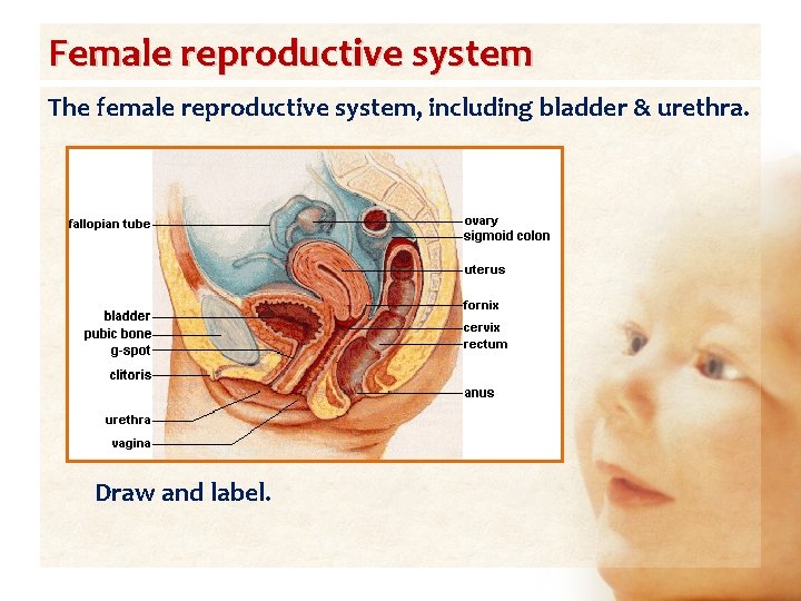 Female reproductive system The female reproductive system, including bladder & urethra. Draw and label.