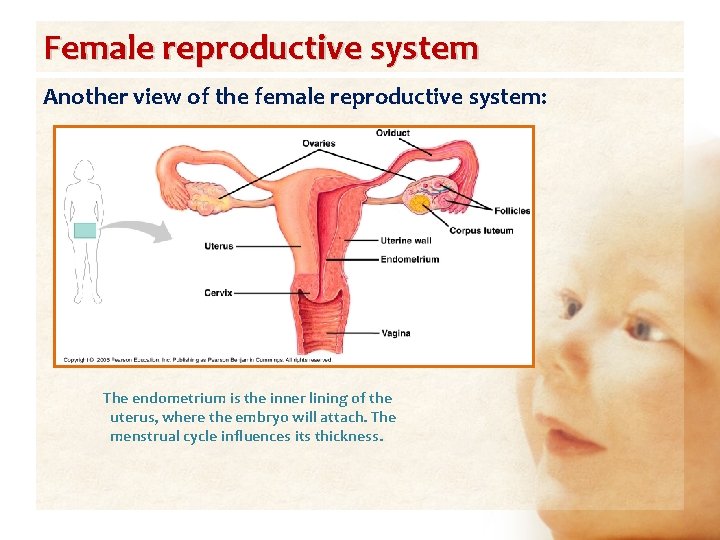 Female reproductive system Another view of the female reproductive system: The endometrium is the