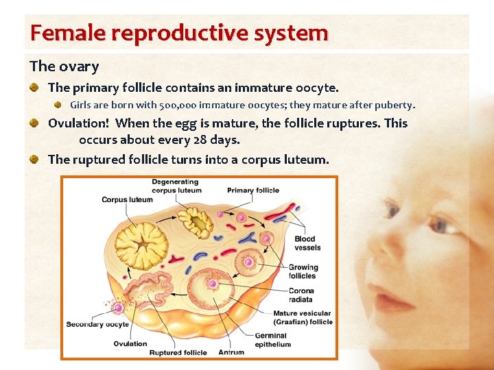 Female reproductive system The ovary The primary follicle contains an immature oocyte. Girls are