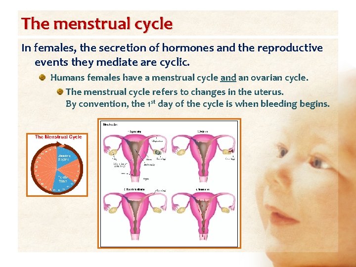 The menstrual cycle In females, the secretion of hormones and the reproductive events they