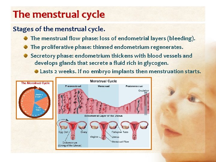 The menstrual cycle Stages of the menstrual cycle. The menstrual flow phase: loss of