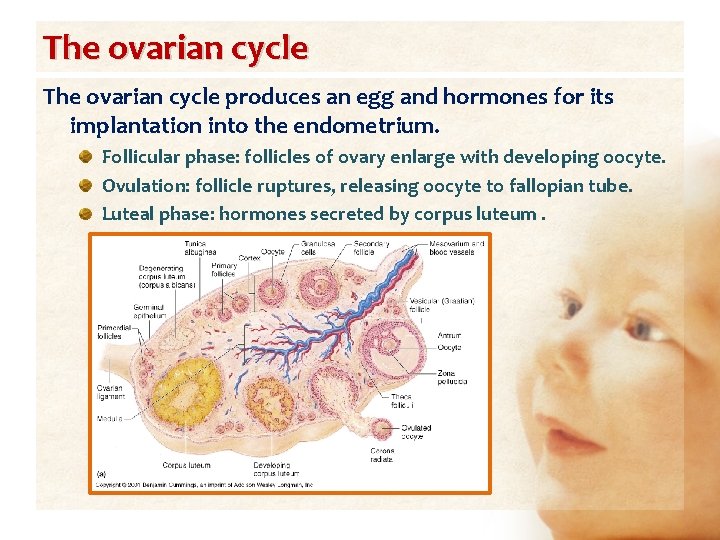 The ovarian cycle produces an egg and hormones for its implantation into the endometrium.