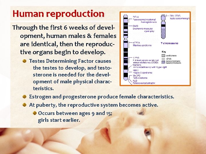 Human reproduction Through the first 6 weeks of development, human males & females are