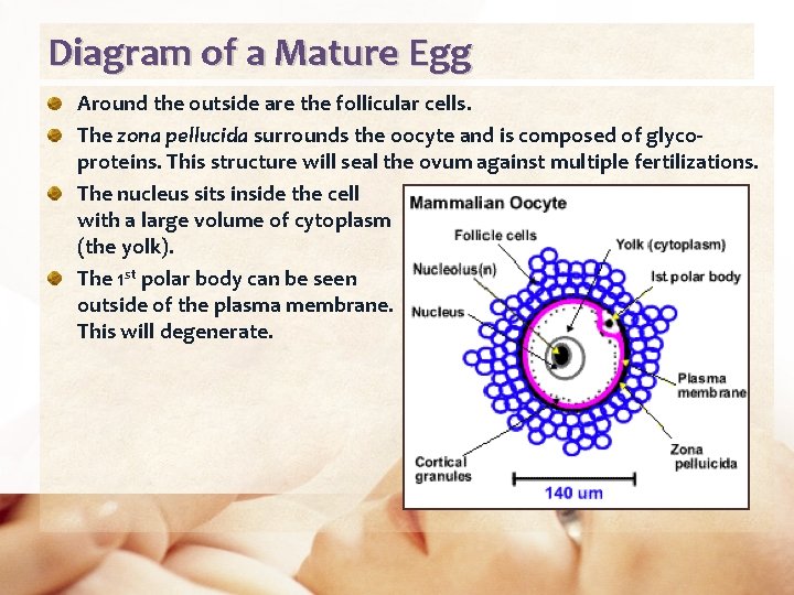 Diagram of a Mature Egg Around the outside are the follicular cells. The zona