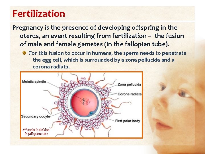 Fertilization Pregnancy is the presence of developing offspring in the uterus, an event resulting