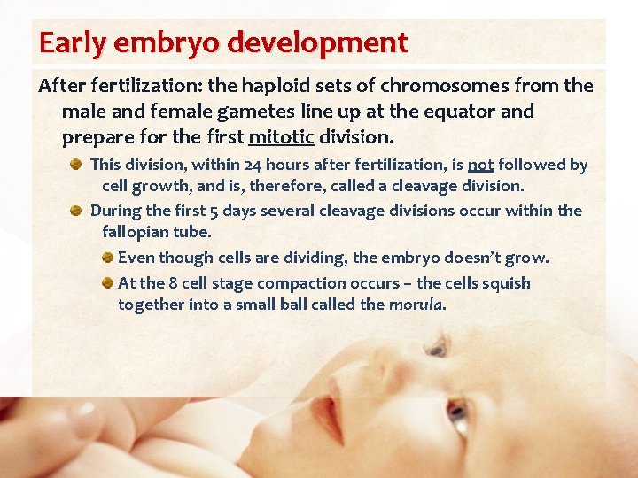 Early embryo development After fertilization: the haploid sets of chromosomes from the male and