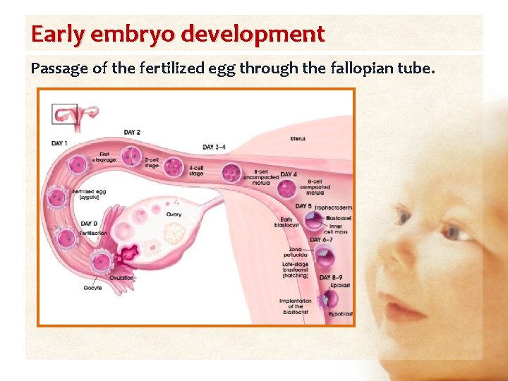 Early embryo development Passage of the fertilized egg through the fallopian tube. 