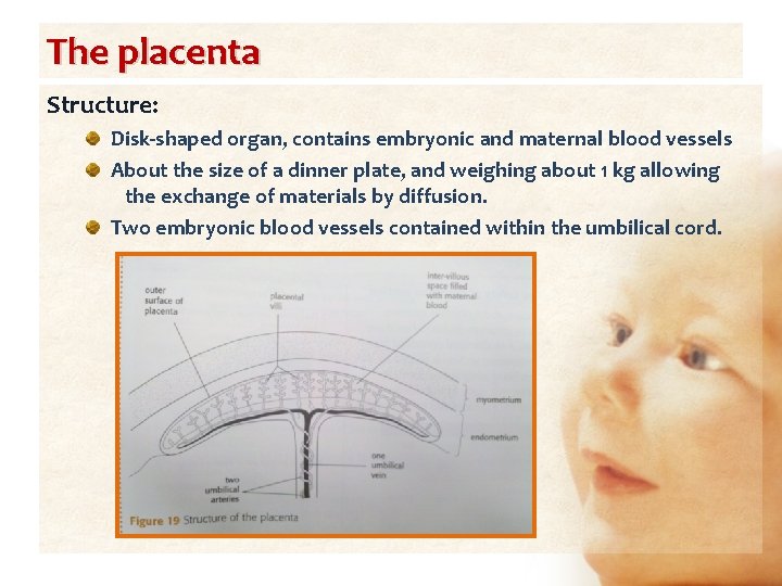 The placenta Structure: Disk-shaped organ, contains embryonic and maternal blood vessels About the size