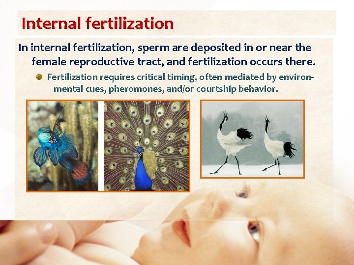 Internal fertilization In internal fertilization, sperm are deposited in or near the female reproductive