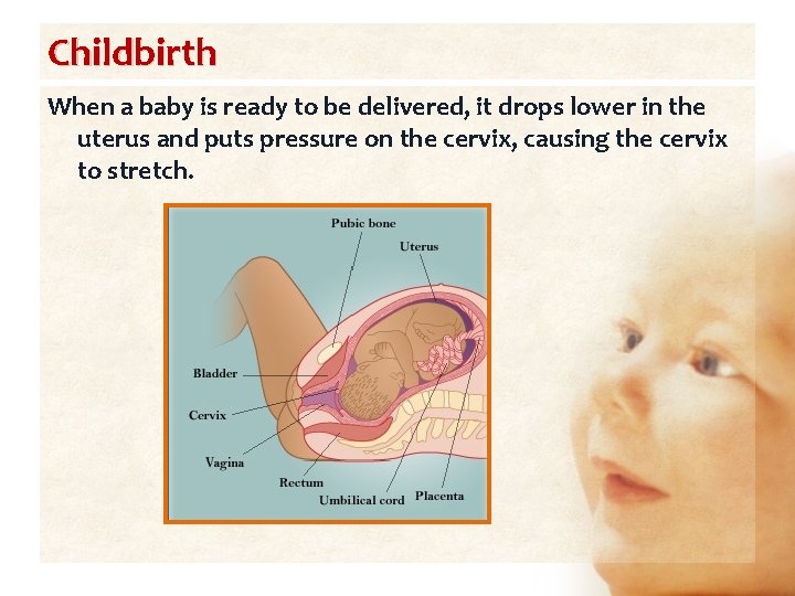 Childbirth When a baby is ready to be delivered, it drops lower in the