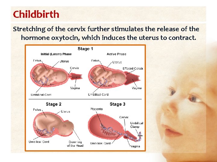 Childbirth Stretching of the cervix further stimulates the release of the hormone oxytocin, which