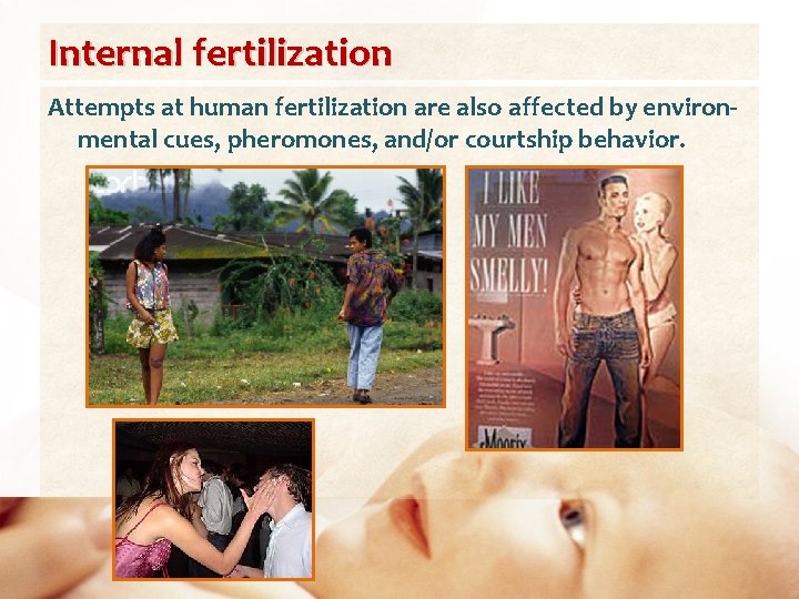 Internal fertilization Attempts at human fertilization are also affected by environmental cues, pheromones, and/or