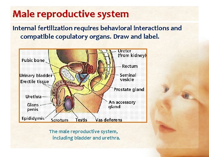 Male reproductive system Internal fertilization requires behavioral interactions and compatible copulatory organs. Draw and